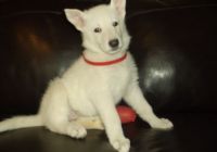 White Shepherd Puppies for sale in Manilla, IN 46150, USA. price: NA
