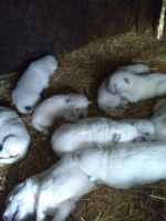 White Shepherd Puppies for sale in Brant, MI 48614, USA. price: NA
