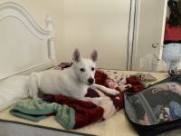 White Shepherd Puppies for sale in San Leandro, CA, USA. price: NA