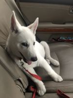 White Shepherd Puppies for sale in Victorville, CA, USA. price: NA