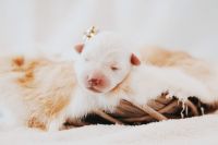 White Shepherd Puppies for sale in North Ogden, UT, USA. price: NA