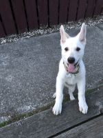 White Shepherd Puppies for sale in San Mateo, CA, USA. price: NA
