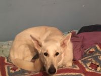 White Shepherd Puppies for sale in Springfield, IL, USA. price: NA