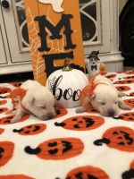 White Shepherd Puppies for sale in Beaumont, CA 92223, USA. price: NA