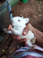 White-sided Jackrabbit Rabbits for sale in Muzhappilangad Beach Rd, Muzhappilangad, Kerala 670663, India. price: 600 INR