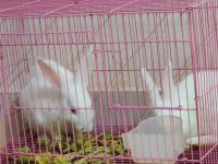 White-sided Jackrabbit Rabbits Photos