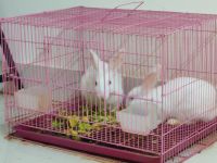 White-sided Jackrabbit Rabbits for sale in BTM 2nd Stage, Bengaluru, Karnataka, India. price: 1800 INR