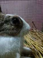 White-tailed Jackrabbit Rabbits Photos