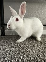 White-tailed Jackrabbit Rabbits for sale in 3428 Country Club Dr W, Irving, TX 75038, USA. price: NA