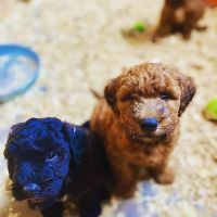 Whoodles Puppies for sale in Cortland, NY 13045, USA. price: NA