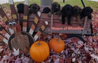 Whoodles Puppies for sale in Two Rivers, WI, USA. price: NA