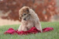 Whoodles Puppies for sale in Fort Wayne, IN, USA. price: NA