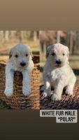 Whoodles Puppies Photos