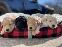 Whoodles Puppies for sale in Canton, GA, USA. price: NA
