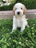 Whoodles Puppies for sale in Gilbert, AZ 85295, USA. price: NA