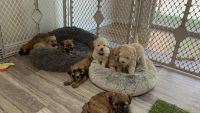 Whoodles Puppies for sale in St. George, UT, USA. price: NA