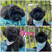 Whoodles Puppies for sale in Rising Sun, IN 47040, USA. price: NA