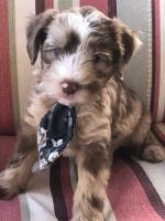 Whoodles Puppies for sale in Las Vegas, NV 89128, USA. price: NA