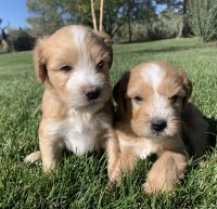 Whoodles Puppies for sale in Byers, CO 80103, USA. price: NA