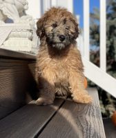 Whoodles Puppies for sale in Philadelphia, PA, USA. price: NA