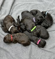 Whoodles Puppies for sale in Rigby, ID 83442, USA. price: NA