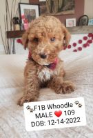 Whoodles Puppies for sale in Madison, WI, USA. price: $1,095