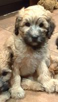 Whoodles Puppies for sale in Wausau, WI, USA. price: NA