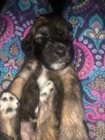 Whoodles Puppies for sale in Spanish Fort, AL 36527, USA. price: NA