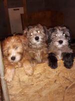 Whoodles Puppies for sale in Charlotte Court House, VA 23923, USA. price: NA