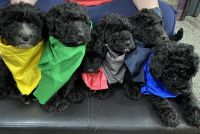 Whoodles Puppies for sale in Fort Wayne, IN 46816, USA. price: NA
