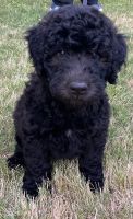 Whoodles Puppies for sale in Collierville, TN, USA. price: NA