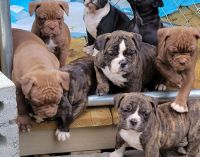 Winston Olde English Bulldogge Puppies for sale in Charlottesville, VA, USA. price: NA