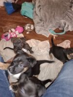 Winston Olde English Bulldogge Puppies for sale in San Antonio, TX 78227, USA. price: NA