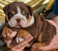 Winston Olde English Bulldogge Puppies for sale in Alderson, WV 24910, USA. price: NA