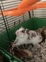Winter White Russian Dwarf Hamster Rodents for sale in 5908 NW Klamm Dr, Kansas City, MO 64151, USA. price: $60