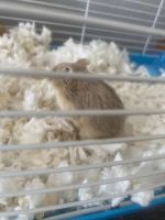 Winter White Russian Dwarf Hamster Rodents for sale in 20821 Seine Ave, Lakewood, CA 90715, USA. price: NA