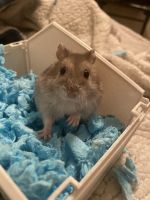 Winter White Russian Dwarf Hamster Rodents for sale in Harris County, TX, USA. price: NA