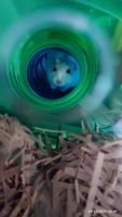 Winter White Russian Dwarf Hamster Rodents for sale in Virginia Beach, VA, USA. price: $50