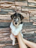Wire Fox Terrier Puppies for sale in 3013 SW Chastain Ave, Gresham, OR 97080, USA. price: NA