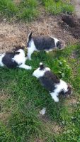 Wire Haired Fox Terrier Puppies Photos