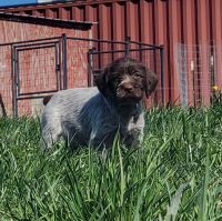 Wirehaired Pointing Griffon Puppies Photos