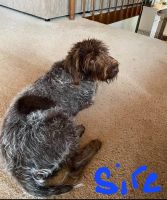 Wirehaired Pointing Griffon Puppies Photos