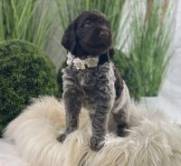 Wirehaired Pointing Griffon Puppies for sale in Keystone, IN 46759, USA. price: NA