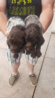 Wirehaired Pointing Griffon Puppies for sale in Twin Falls, ID, USA. price: NA