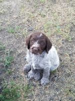 Wirehaired Pointing Griffon Puppies for sale in Baker City, OR 97814, USA. price: NA