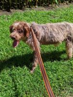Wirehaired Pointing Griffon Puppies for sale in Calamus, IA 52729, USA. price: NA