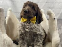 Wirehaired Pointing Griffon Puppies for sale in Keystone, IN 46759, USA. price: NA