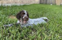 Wirehaired Pointing Griffon Puppies for sale in Magnolia, TX, USA. price: NA
