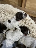 Wirehaired Pointing Griffon Puppies for sale in Corinth, MS 38834, USA. price: NA