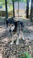 Wolfdog Puppies for sale in Inman, SC 29349, USA. price: NA